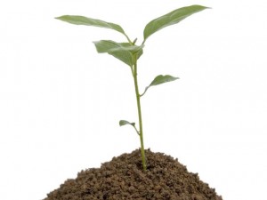cuidados-para-a-semente-germinar